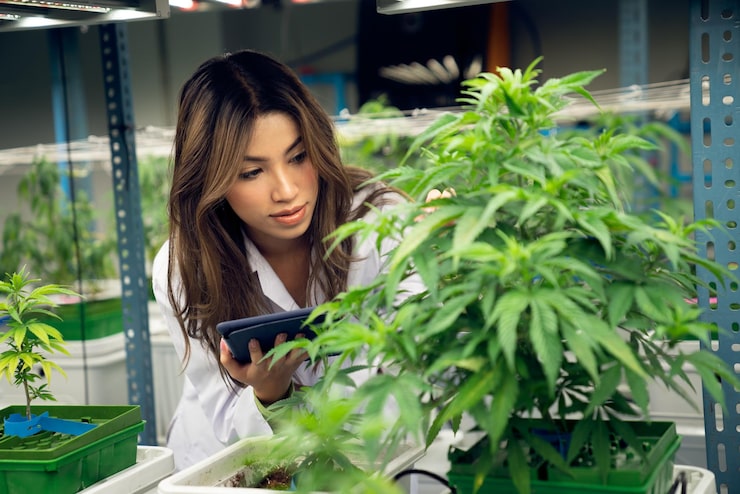 cannabis club Madrid